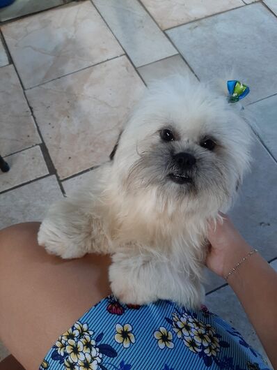 Homenagem da Funerais Pet ao cachorrinho João -