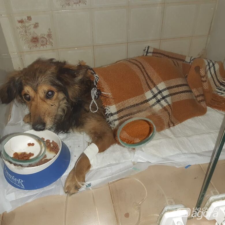 Homenagem da Funerais Pet ao cachorrinho Pererê -
