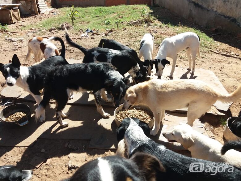 Protetora de animais pede ajuda e São Carlos Agora faz campanha solidária - Crédito: Divulgação