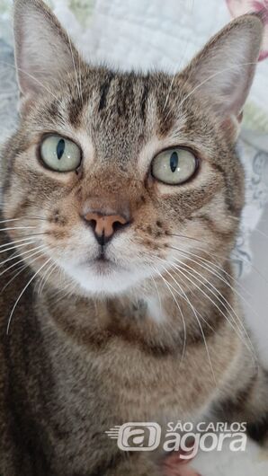 Homenagem Funerais Pet a gatinha Mimi -