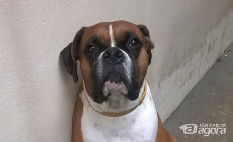 Homenagem da Funerais Pet ao cachorro Sansão -