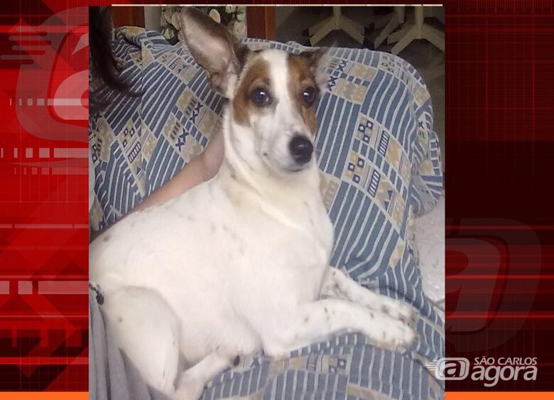 Homenagem da Funerais Pet a cachorrinha Lupita -