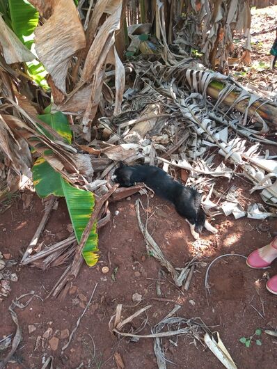 Dois gatos são envenenados em Santa Eudóxia; animais pertenciam a mulher que luta contra o câncer - Crédito: Divulgação