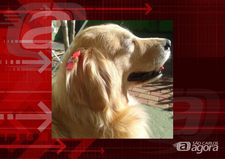 Homenagem da Funerais Pet a cachorrinha Mel -