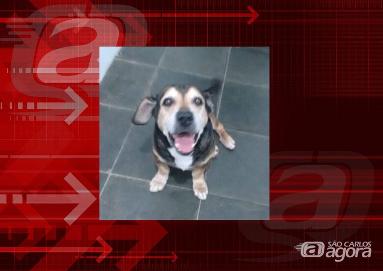 Homenagem da Funerais Pet ao cachorrinho Thor - 