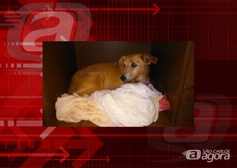 Homenagem da Funerais Pet a cachorrinha Mell -
