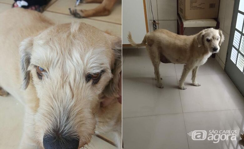 Procura-se Duque que desapareceu no Jardim Ricetti -