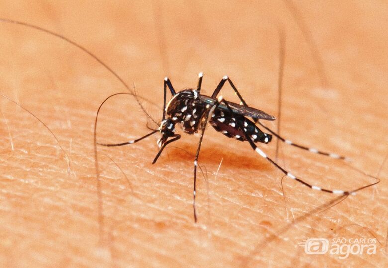 São Carlos registra mais 37 casos de dengue - Crédito: Divulgação