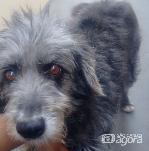 Homenagem da Funerais Pet à cachorrinha Luana -
