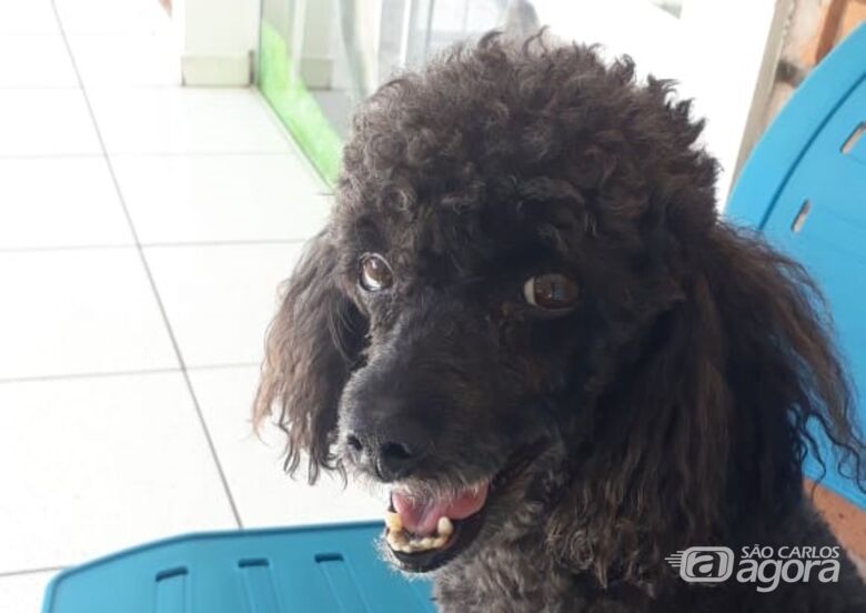 Homenagem da Funerais Pet ao cachorrinho Benício -