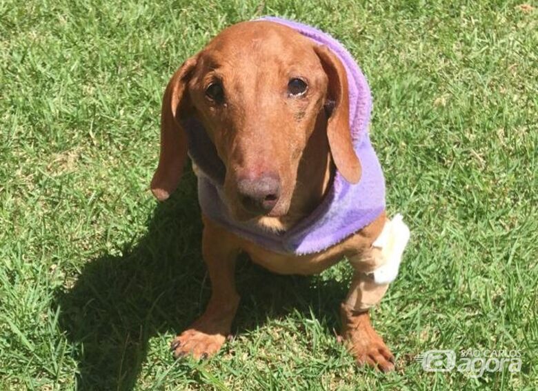 Homenagem da Funerais Pet ao cachorrinho Billy - 