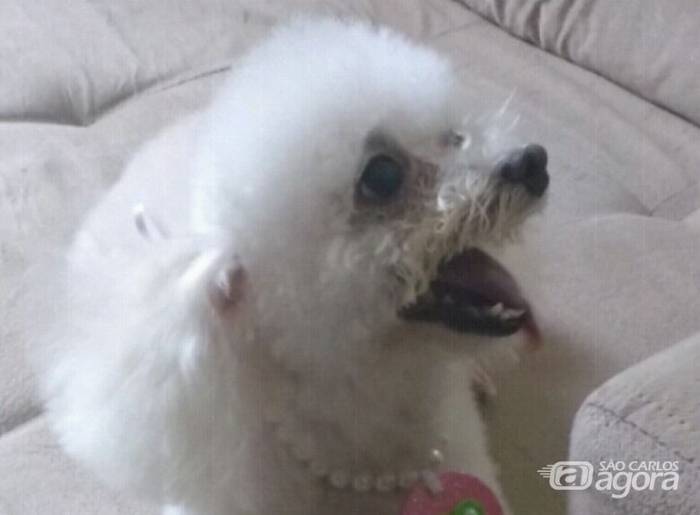 Homenagem da Funerais Pet a cachorrinha Maria -