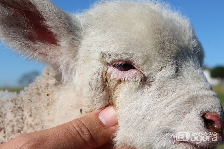 Conjuntivite em ovinos: saiba como é a prevenção e o tratamento - Crédito: Gisele Rosso