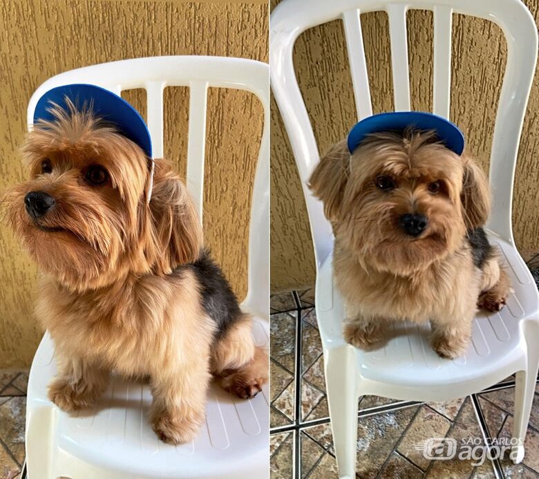 Procura-se cachorro Teddy, desaparecido no Jardim Munique -