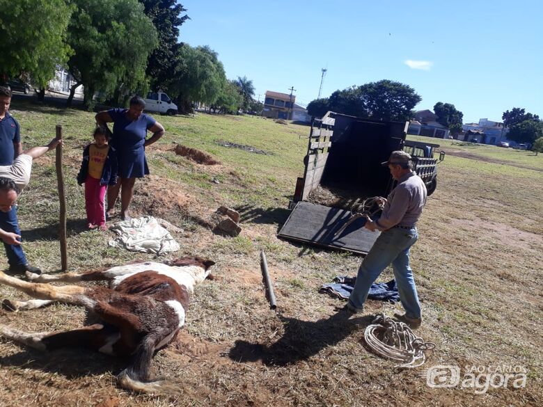 Cavalo é resgatado pelo Departamento de Defesa Animal no Santa Felícia -
