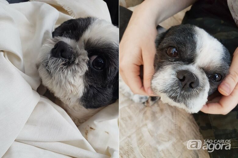 Dona procura cãozinho Yuri que desapareceu na Vila Monteiro -