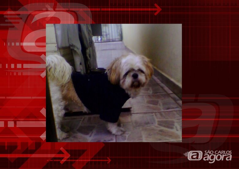 Ajude a encontrar o Billi. Ele desapareceu na região da escola Jesuino de Arruda -