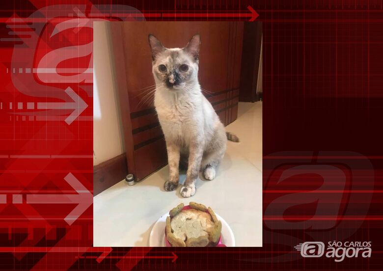 Procura-se gatinha Perola que desapareceu do Jardim Tangará -