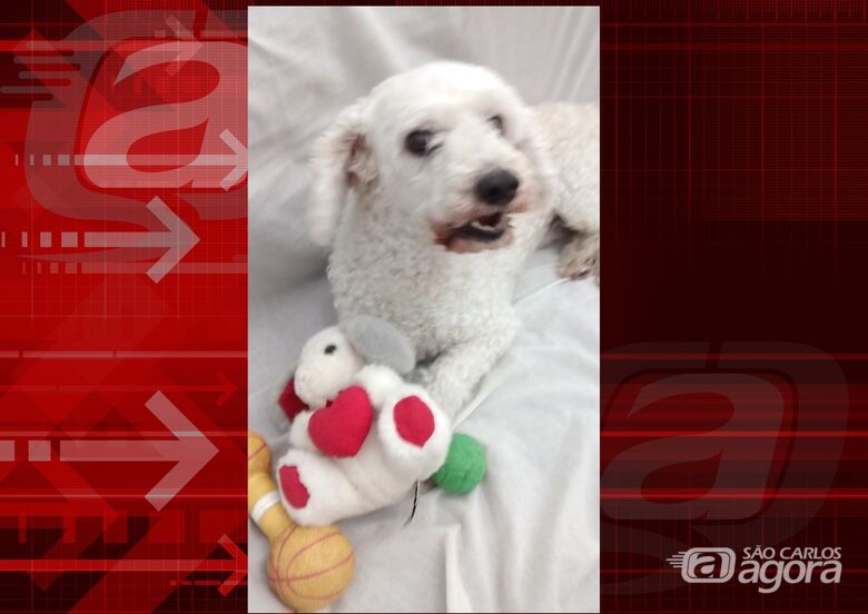 Homenagem da Funerais Pet ao cachorrinho Fluk -