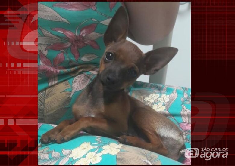 Procura-se cachorrinha Luna que desapareceu no São Carlos 8 -