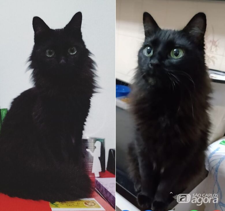 Gatinha Peluda desapareceu na região do Pacaembú; ajude a encontrá-la -