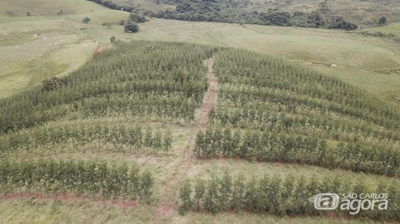 Plantio de eucalipto em Macaé (RJ), em sistema integrado com pecuária - Crédito: Grupo Fazendas Boa Fé