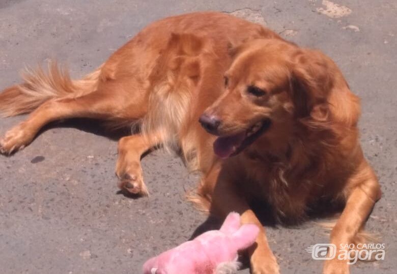 Homenagem da Funerais Pet à cachorrinha Yuli -