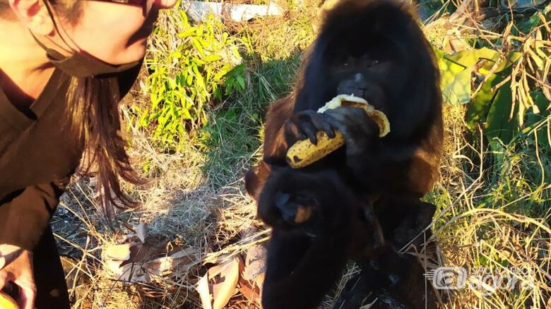 Macaco vira atração em praça - Crédito: Araraquara 24 Horas