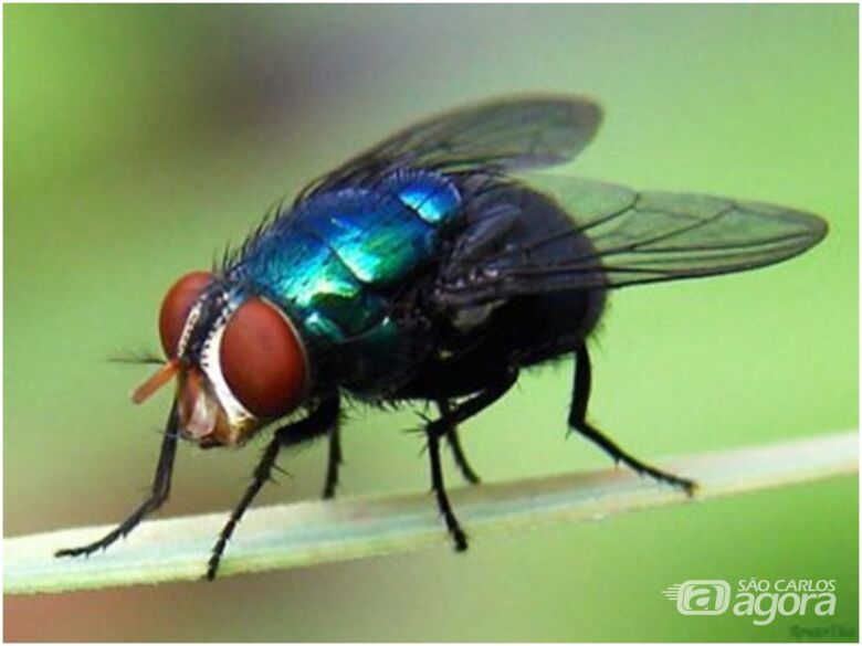 A mosca varejeira é a mais conhecida por causar bicheira(Miíase) - Crédito: Divulgação
