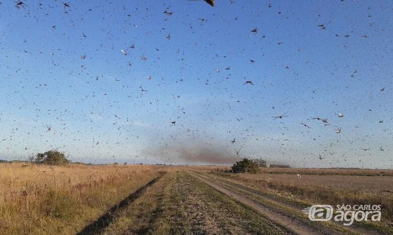 Nuvem de gafanhotos se aproxima do Brasil - Crédito: © twitter.com/gobdecordoba