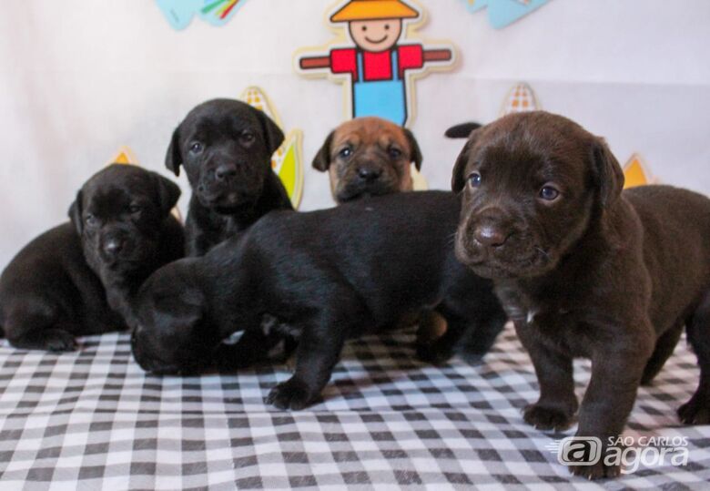 Dia da Sobremesa irá ajuda entidade que cuida de animais abandonados - Crédito: Divulgação