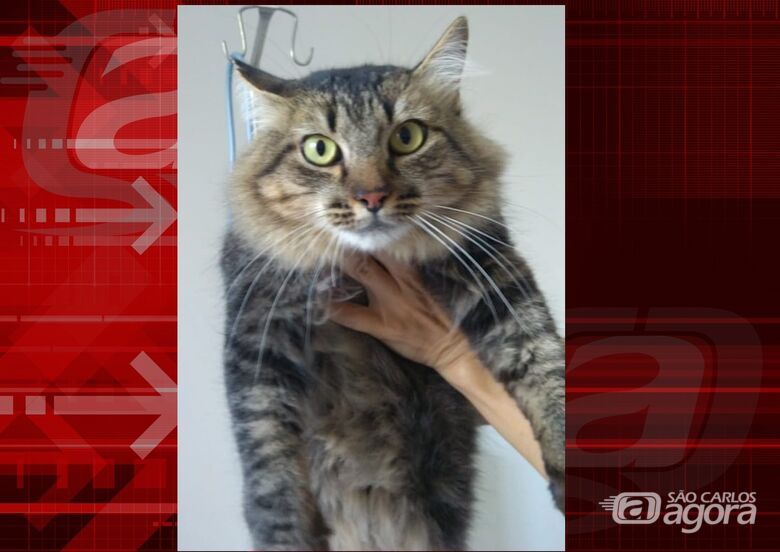 O Peludo desapareceu na região do Paulistano. Ajude a encontrá-lo -