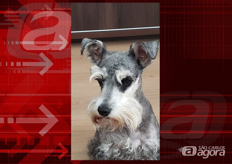 Homenagem da Funerais Pet ao cachorrinho Canela -