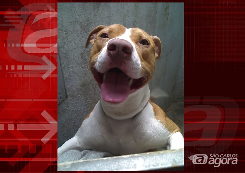 Homenagem da Funerais Pet ao cachorrinho Killer -