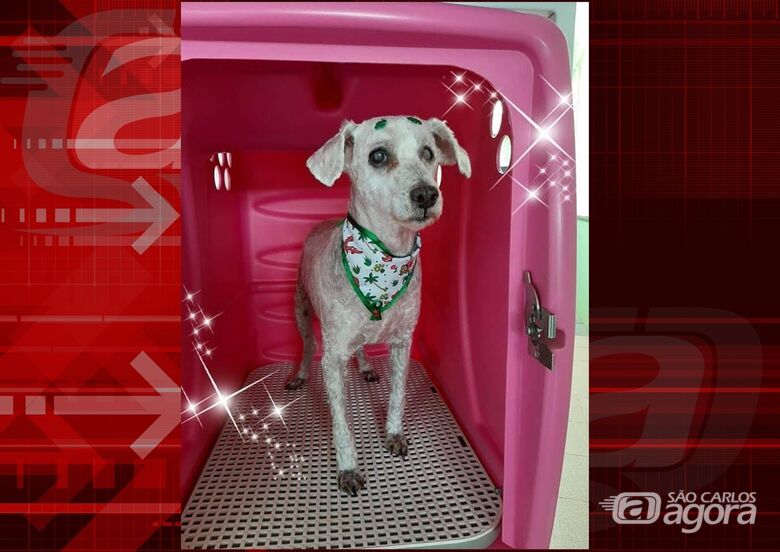 Homenagem da Funerais Pet ao cachorrinho Flock -