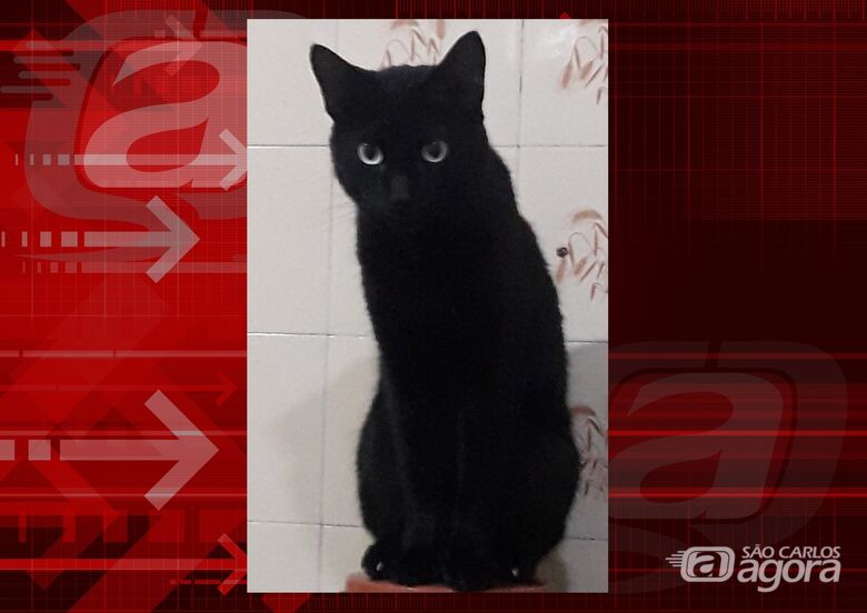 Gatinho Major Nelson desapareceu em frente São Nicolau. Ajude a encontrá-lo -