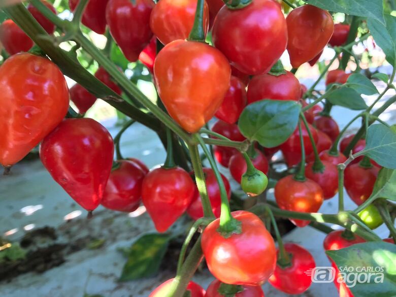 Pimenta Maria Bonita se destaca por sua coloração vermelha intensa e brilhosa - Crédito: Fernando Sala