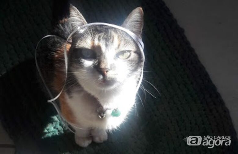 Homenagem da Funerais Pet à gatinha Brida -