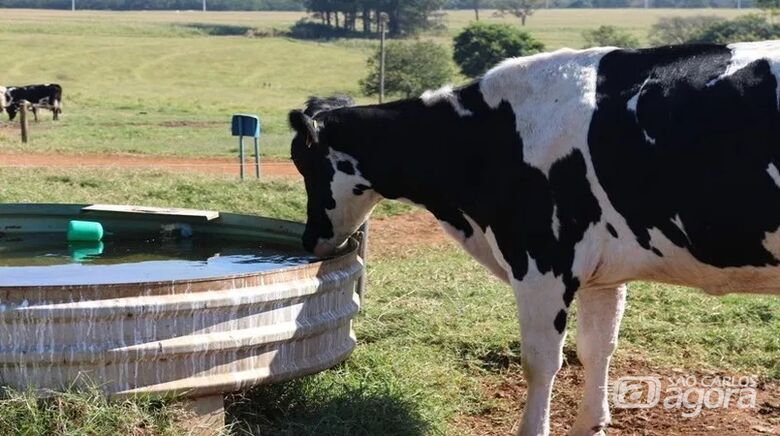 Capacitação da Embrapa São Carlos orienta como produzir mais carne e leite com menos água - Crédito: Aianne Amado