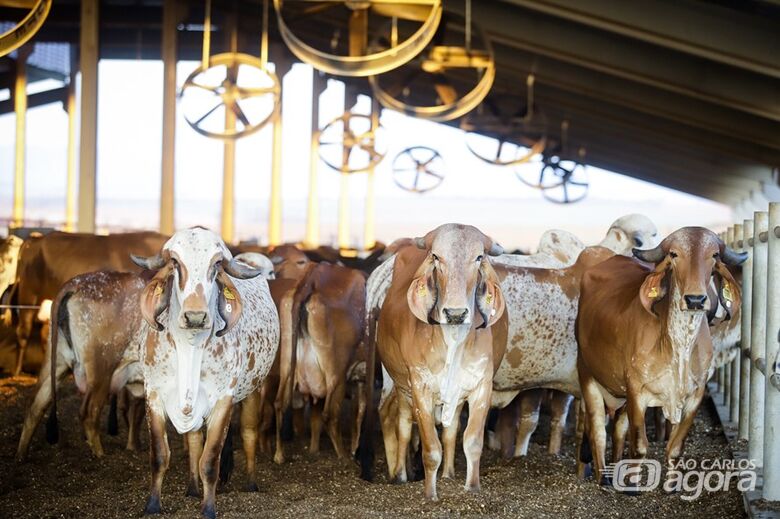 Prazo para declarar vacinação contra a febre aftosa em SP termina nesta sexta (31) - Crédito: Divulgação/Secretaria de Agricultura e Abastecimento