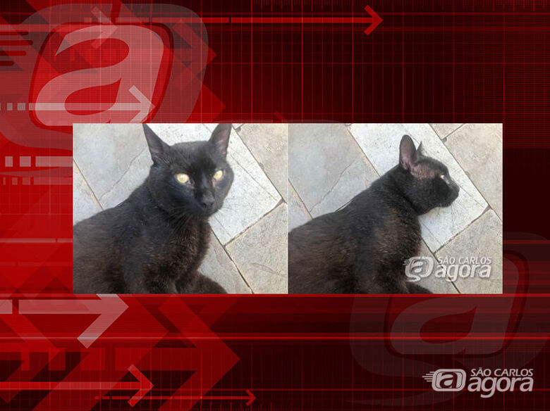 Gatinho Major desapareceu na região da Costa do Sol. Ajude a encontrá-lo. -