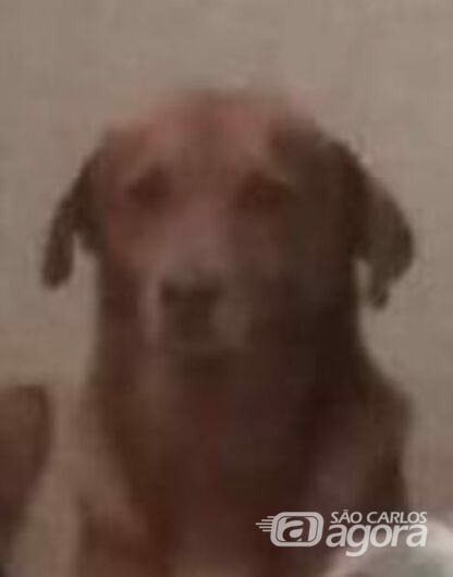 Homenagem da Funerais Pet ao cachorrinho Scoby -