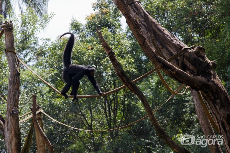 Parque Ecológico e outras instituições de conservação ambiental oferecem curso virtual - Crédito: Divulgação