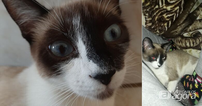 Gatinha Milk desapareceu na região do Monte Carlo. Ajude a encontrá-la -