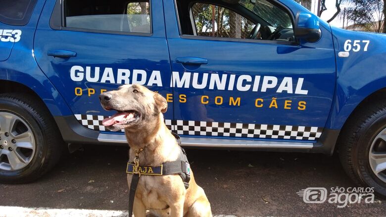Canil da GM encontra drogas escondidas ao pé de uma árvore no São Carlos 5 - Crédito: Divulgação