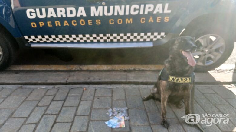 Cachorra da GM localiza entorpecentes escondidos no Romeu Tortorelli - Crédito: Divulgação