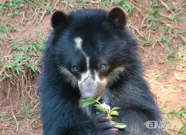 Parque Ecológico: Ursa de Óculos completa 27 anos e luta contra um câncer - 