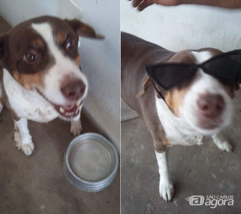 Lili desapareceu na região do Santa Maria. Ajude a encontrá-la -