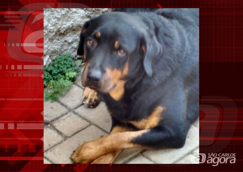 Homenagem da Funerais Pet a cachorrinha Safira -
