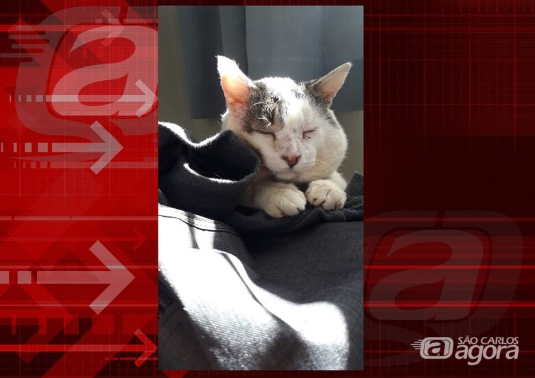 Homenagem da Funerais Pet ao gatinho Olavo -